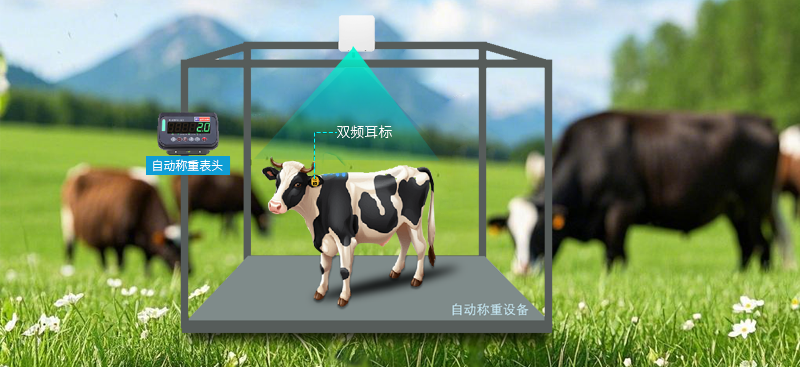 智慧畜牧，精準無憂